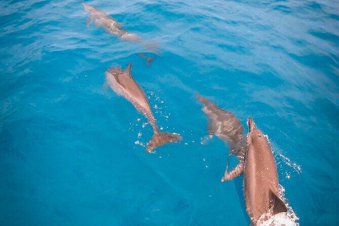 Half-Day Snorkeling Tour from Papeete - Final Thoughts: Is It Worth It?