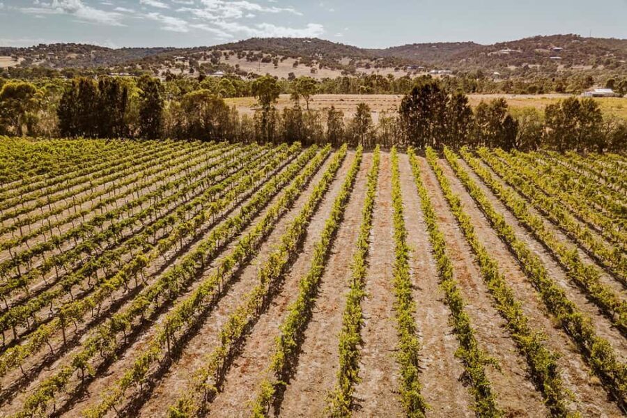 Half-Day Swan Valley Wine Tour with Tastings - From Perth - An In-Depth Look at the Swan Valley Wine Tour