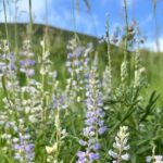 Half Day Tour from Denver Private Guided Hike with Curated Picnic - Who Should Consider This Tour?