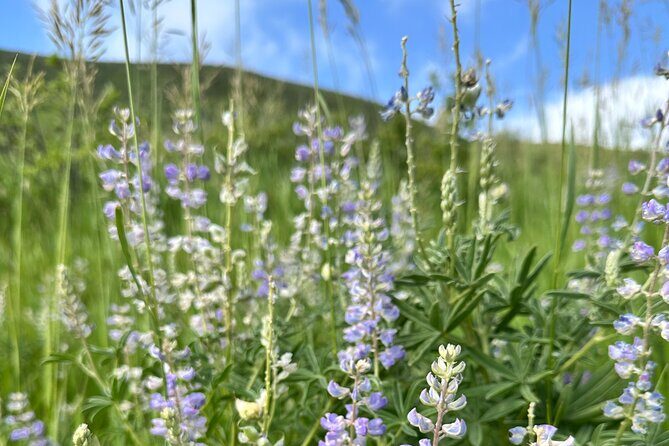 Half Day Tour from Denver Private Guided Hike with Curated Picnic - Who Should Consider This Tour?