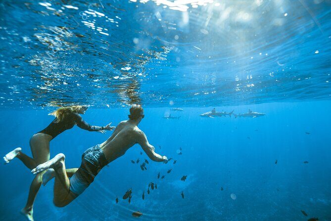 Half Day Tour lagoon discovery marine fauna flora small group - Frequently Asked Questions