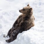 Half-Day Trip to Ranua Wildlife Park from Rovaniemi - Detailed Review of the Ranua Wildlife Park Trip