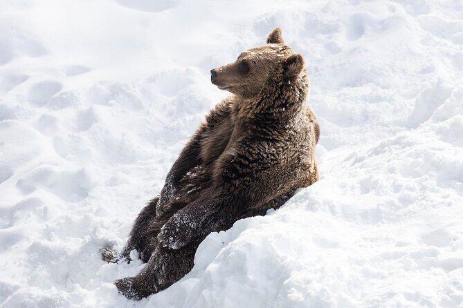Half-Day Trip to Ranua Wildlife Park from Rovaniemi - Detailed Review of the Ranua Wildlife Park Trip