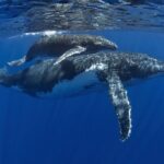 Half day whale tour 4h00 - Final Thoughts: Who Should Consider This Tour?