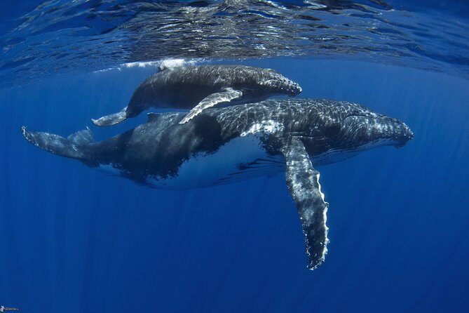 Half day whale tour 4h00 - Final Thoughts: Who Should Consider This Tour?