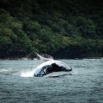 Half Day Whale Watching in a Small Shared Group - The Practicalities: What You Need to Know