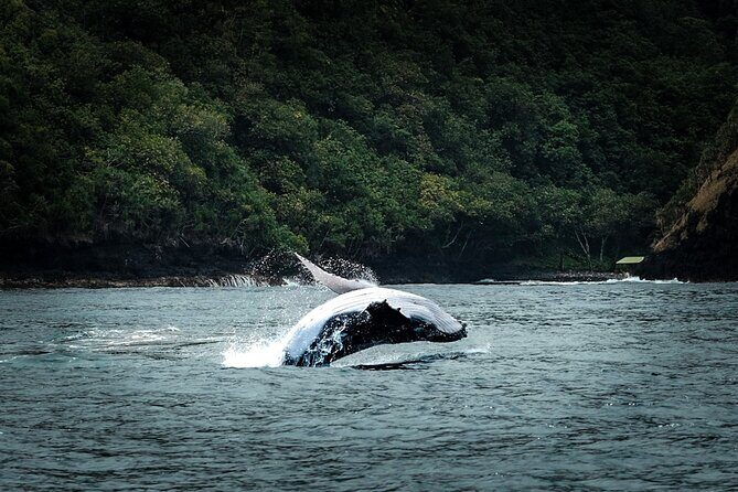 Half Day Whale Watching in a Small Shared Group - The Practicalities: What You Need to Know