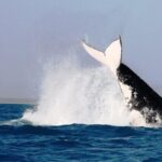 Half-Day Whale Watching Sunset Cruise from Broome - Who Will Love This Tour?