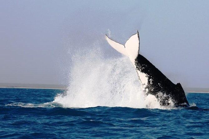 Half-Day Whale Watching Sunset Cruise from Broome - Who Will Love This Tour?