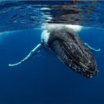 Half-Day Whale Watching Tour from Burnett Heads with Lunch - FAQ