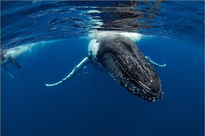 Half-Day Whale Watching Tour from Burnett Heads with Lunch - FAQ