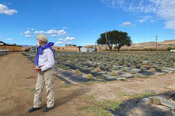 Half-day Wine and Olive Oil Tasting and Lavender Farm Tour - The Practicalities: What You Need to Know