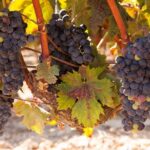 Half-Day Wine Tastings in the North Georgia Mountains - Who Will Love This Tour?