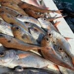 Half-seabed or rod fishing tour with bolentino - Final Thoughts: Why You Should Consider This Experience