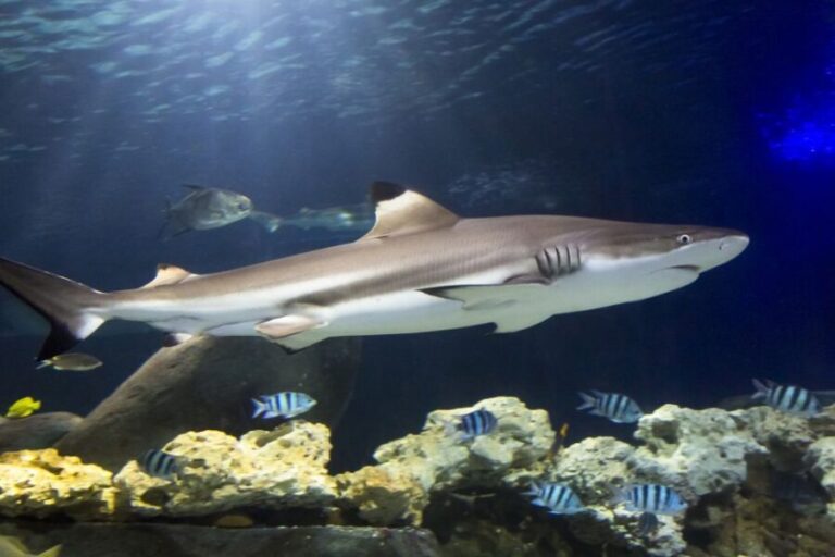 Hanover: SEA LIFE Entry Ticket - What to Expect at SEA LIFE Hannover