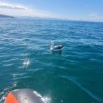 Harbour, Albatross and Wildlife Cruise on Otago Harbour - Practical Details and Tips for Your Trip