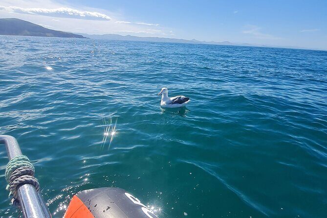 Harbour, Albatross and Wildlife Cruise on Otago Harbour - Practical Details and Tips for Your Trip