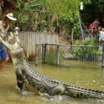 Hartleys Crocodile Adventures Half-Day Tour from Cairns - In-Depth Review of Hartleys Crocodile Adventures Tour