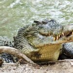 HARTLEY'S CROCODILE TRANSFER between Port Douglas & Hartley's Crocodile (return) - In-Depth Review of the Hartleys Crocodile Transfer Experience