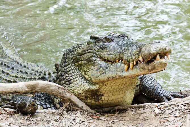 HARTLEY'S CROCODILE TRANSFER between Port Douglas & Hartley's Crocodile (return) - In-Depth Review of the Hartleys Crocodile Transfer Experience
