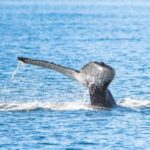 Hauganes: Whale Watching North Iceland - Practical Details and Tips