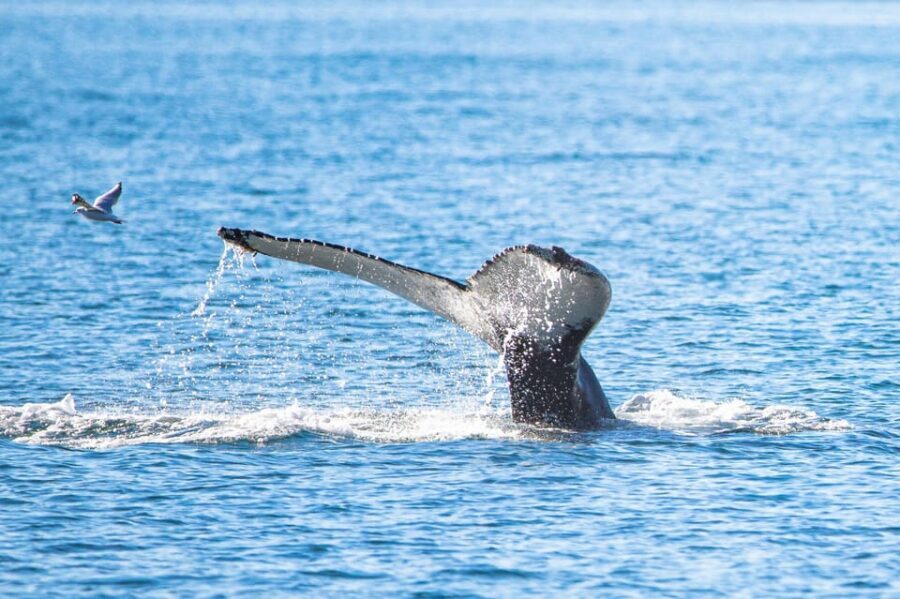 Hauganes: Whale Watching North Iceland - Practical Details and Tips