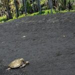 Hawaii Volcanoes National Park Experience from the Big Island - Exploring the Big Island’s Wonders: A Detailed Review