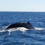 Hawaii: Waikoloa Whale Watch - An In-Depth Look at the Waikoloa Whale Watch Experience