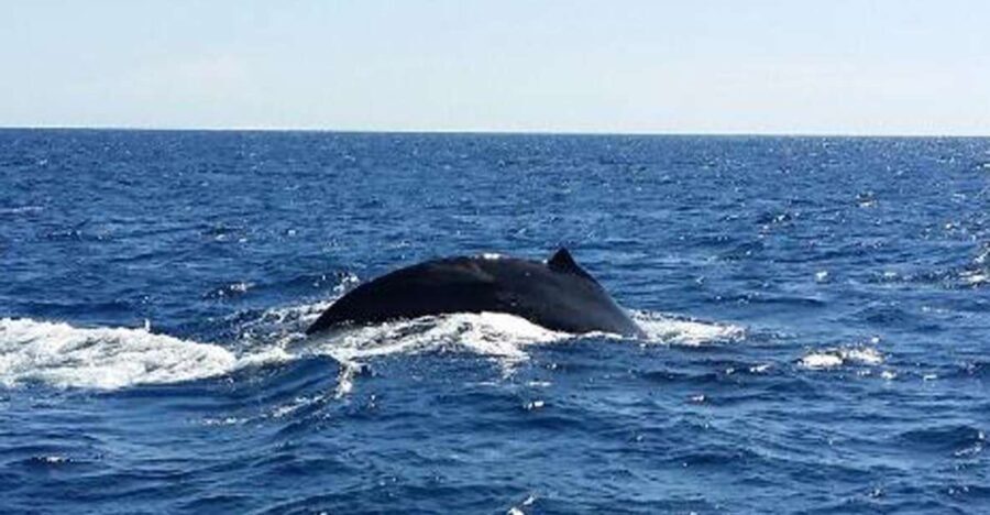 Hawaii: Waikoloa Whale Watch - An In-Depth Look at the Waikoloa Whale Watch Experience