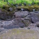 Hawaiian Ohia Tea and Tikis - Who Will Love This Tour?