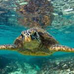 Hawaiian Outrigger Canoe Cultural and Turtle Tour - A Deep Dive into the Hawaiian Outrigger Canoe Cultural and Turtle Tour