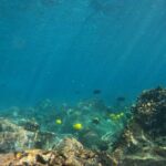 Hawaiian Sail and Snorkel in Kailua-Kona, Hawaii - The Sum Up: An Authentic and Educational Ocean Escape