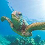 Hawaiian Sea Turtles and Snorkeling Experience in Kona with Lunch - Who Should Consider This Tour?