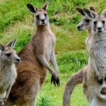 Healesville Sanctuary And Phillip Island Wildlife Bus Tour - Why This Tour Offers Good Value