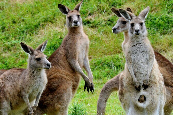 Healesville Sanctuary And Phillip Island Wildlife Bus Tour - Why This Tour Offers Good Value