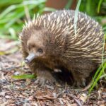 Healesville Sanctuary: General Admission Ticket - Who Will Love This Tour?
