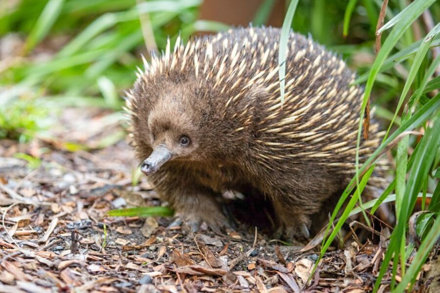 Healesville Sanctuary: General Admission Ticket - Who Will Love This Tour?
