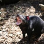 Healesville Sanctuary General Entry Ticket - A Closer Look at the Experience