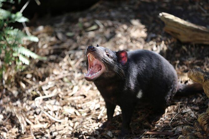 Healesville Sanctuary General Entry Ticket - A Closer Look at the Experience