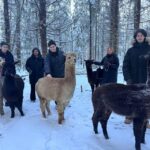 Helsinki: Alpaca Farm Tour with Guided Walk (private) - Why This Tour Is Worth Considering