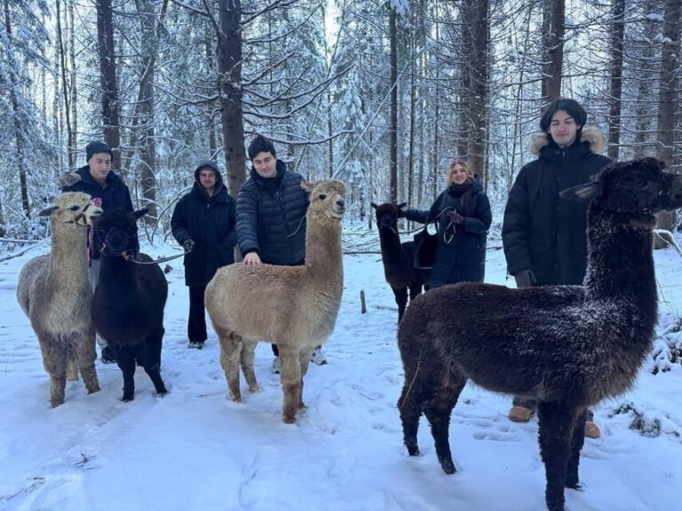 Helsinki: Alpaca Farm Tour with Guided Walk (private) - Why This Tour Is Worth Considering