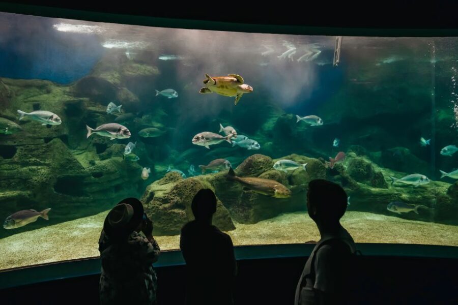 Heraklion Area: CRETAquarium Admission Ticket - Authentic Experiences From Visitors