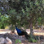 Heraklion Half-Day Tour, Cruise Friendly, Knossos+Top Sights - Who Will Love This Tour?