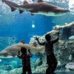 Heraklion: Heraklion Market & CretAquarium *SKIP The Line - Who Will Love This Tour?
