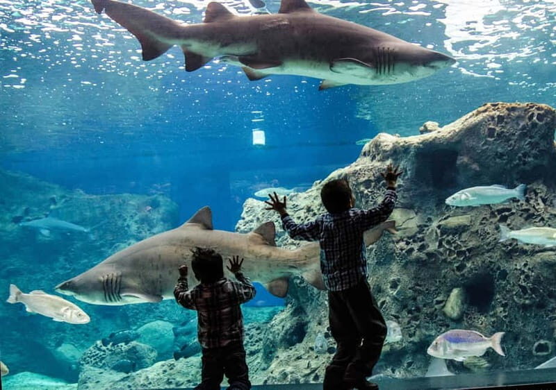 Heraklion: Heraklion Market & CretAquarium *SKIP The Line - Who Will Love This Tour?