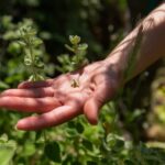 Herbalism and Wildlife (Small group experience) - A Detailed Breakdown of the Itinerary