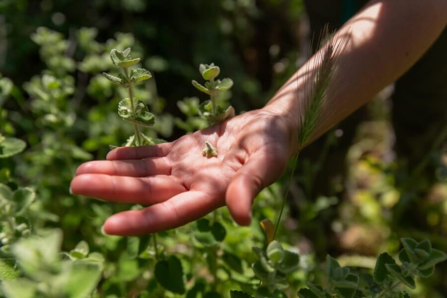 Herbalism and Wildlife (Small group experience) - A Detailed Breakdown of the Itinerary