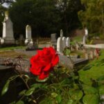 Heritage City and Larnach Castle Van tour with Historian Guide - Who Is This Tour Best For?