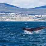 Hermanus Whale Watching Boat Trip - Why This Tour Offers Real Value