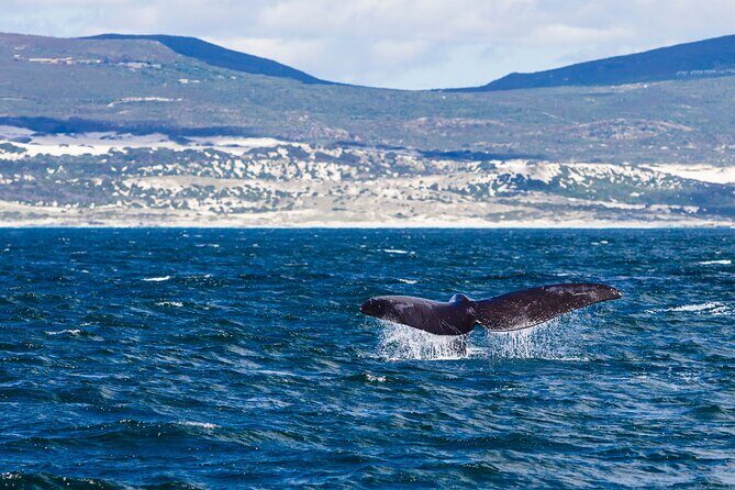 Hermanus Whale Watching Boat Trip - Why This Tour Offers Real Value